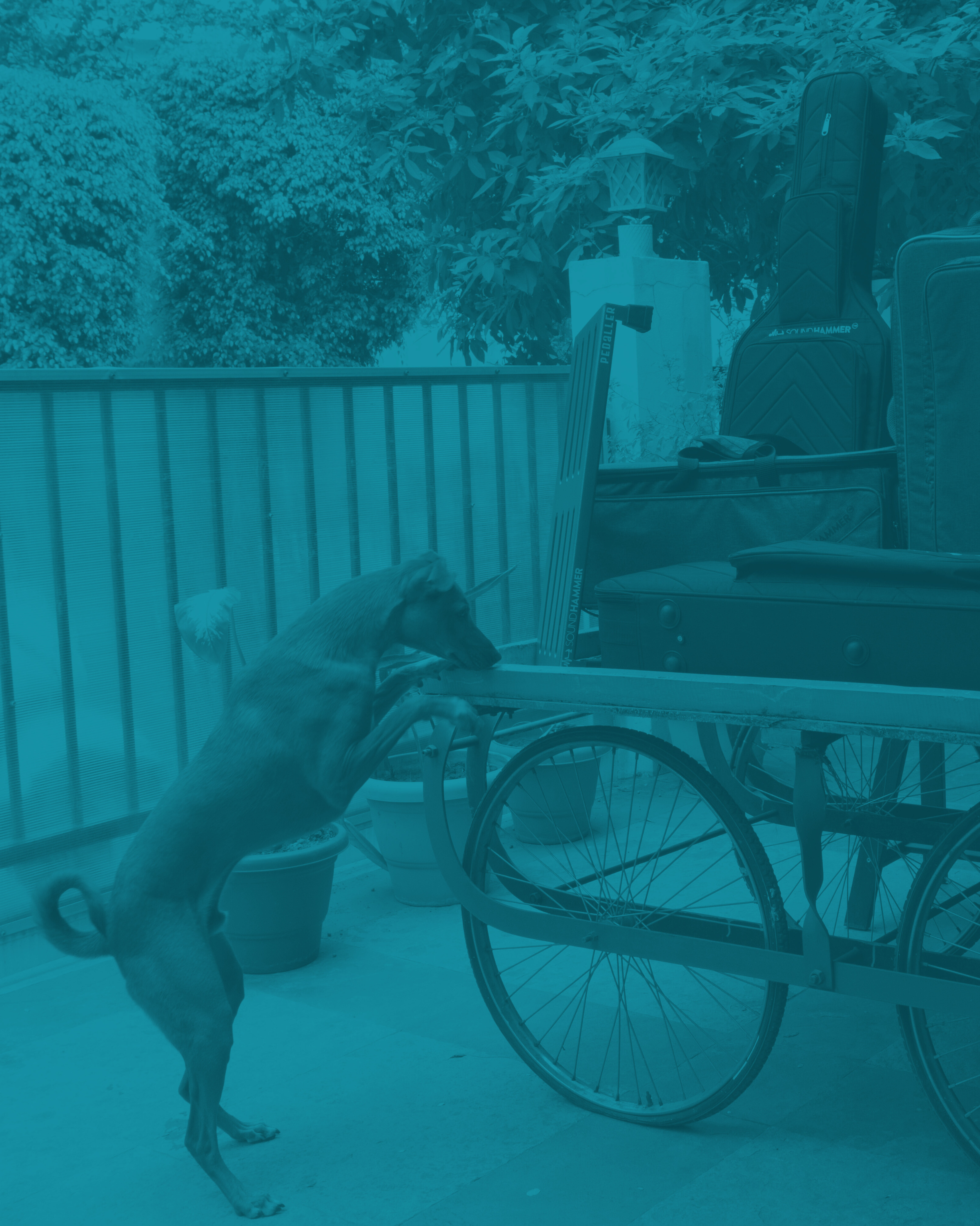 a dog trying to climb a shopping cart with guitar bags kept on it