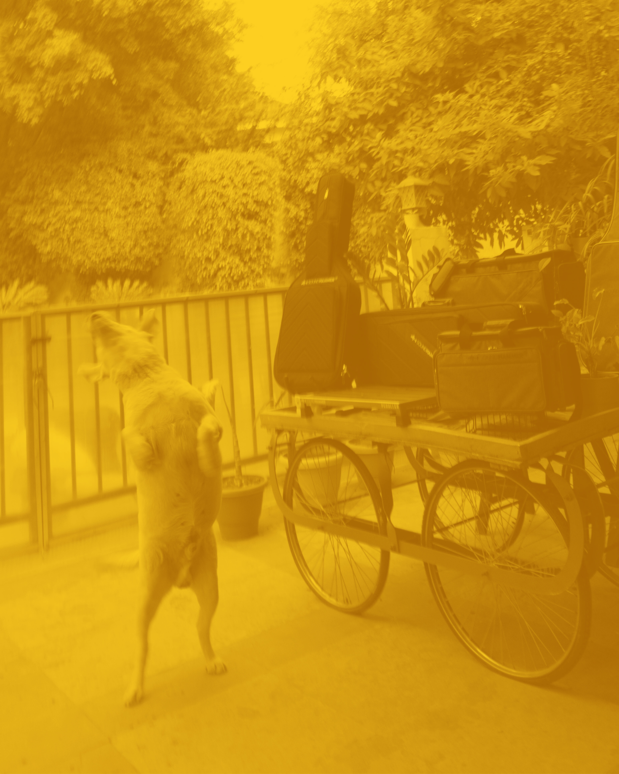 a white dog on two feet near a shopping cart with musical equipment bags on it